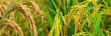 The Rich Heritage of Rice 