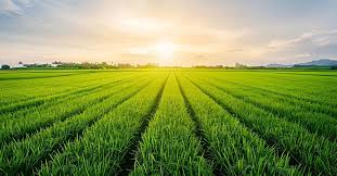 paddy crops in karnataka